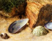 威廉 亨利 亨特 : Still Life With Sea Shells On A Mossy Bank